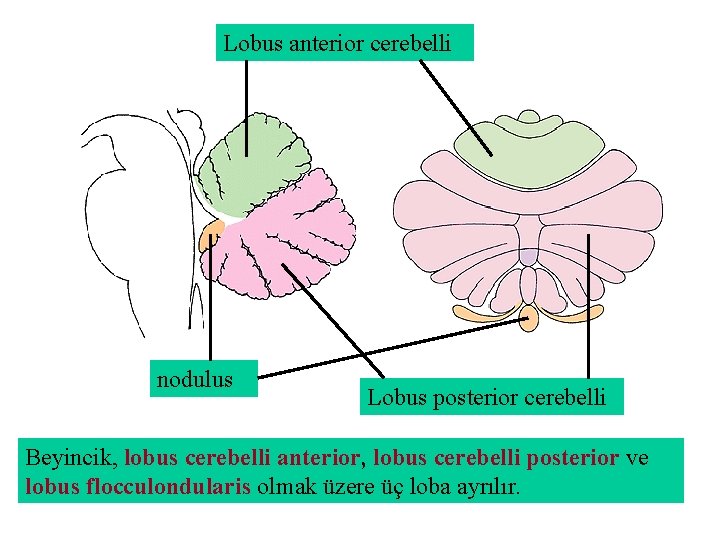 Lobus anterior cerebelli nodulus Lobus posterior cerebelli Beyincik, lobus cerebelli anterior, lobus cerebelli posterior