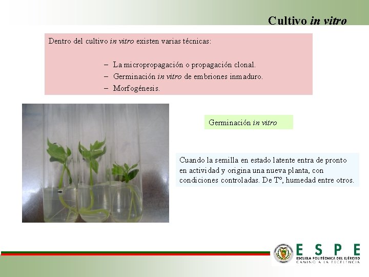 Cultivo in vitro Dentro del cultivo in vitro existen varias técnicas: – La micropropagación