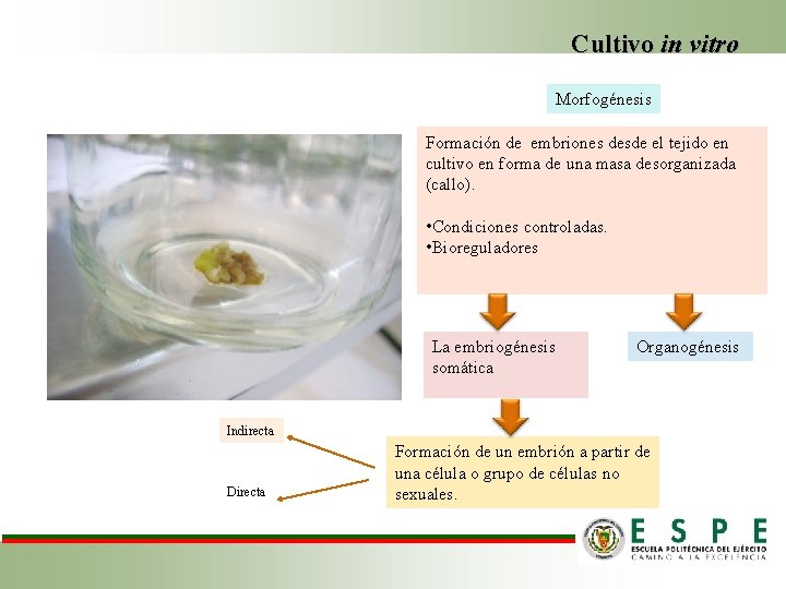 Cultivo in vitro Morfogénesis Formación de embriones desde el tejido en cultivo en forma