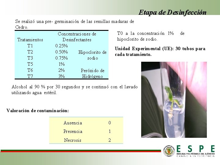 Etapa de Desinfección Se realizó una pre- germinación de las semillas maduras de Cedro.