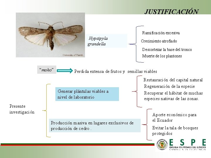 JUSTIFICACIÓN Ramificación excesiva Hypsipyla grandella Crecimiento atrofiado Descortezar la base del tronco Muerte de