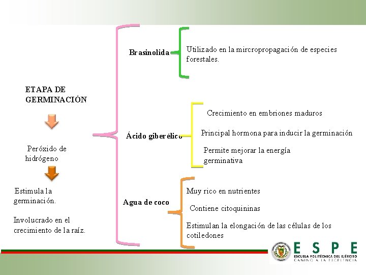 Brasinolida Utilizado en la mircropropagación de especies forestales. ETAPA DE GERMINACIÓN Crecimiento en embriones