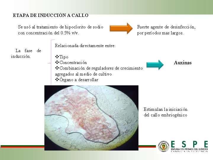 ETAPA DE INDUCCIÓN A CALLO Se usó al tratamiento de hipoclorito de sodio concentración