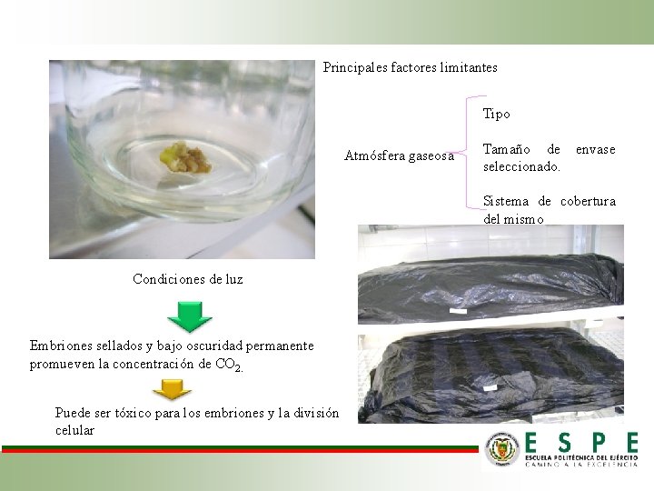 Principales factores limitantes Tipo Atmósfera gaseosa Tamaño de envase seleccionado. Sistema de cobertura del