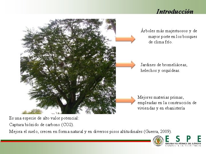 Introducción Árboles más majestuosos y de mayor porte en los bosques de clima frío.