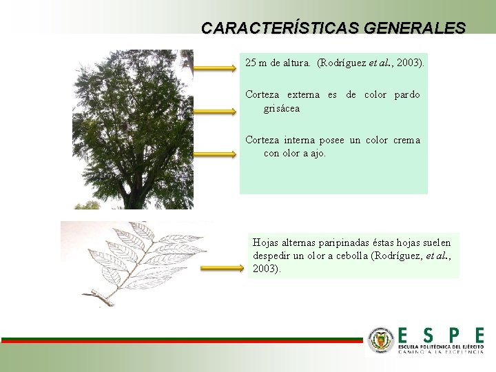 CARACTERÍSTICAS GENERALES 25 m de altura. (Rodríguez et al. , 2003). Corteza externa es