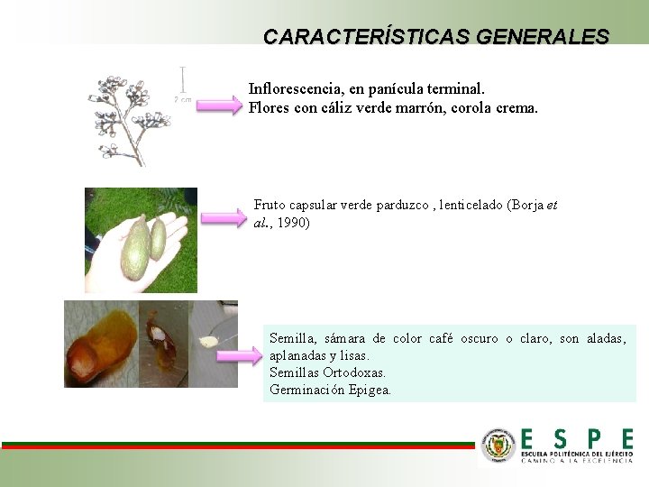 CARACTERÍSTICAS GENERALES Inflorescencia, en panícula terminal. Flores con cáliz verde marrón, corola crema. Fruto