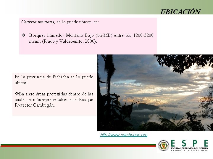 UBICACIÓN Cedrela montana, se lo puede ubicar en: v Bosques húmedo- Montano Bajo (bh-MB)