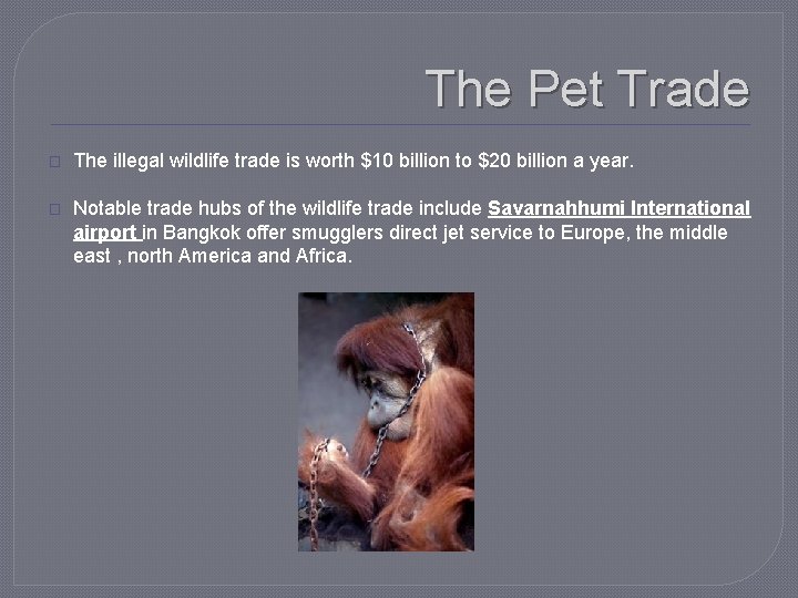 The Pet Trade � The illegal wildlife trade is worth $10 billion to $20