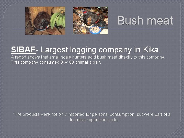 Bush meat SIBAF- Largest logging company in Kika. A report shows that small scale