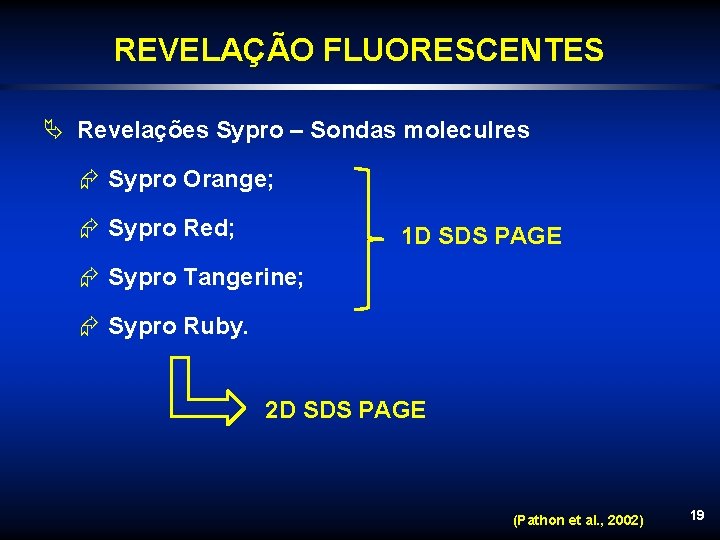 REVELAÇÃO FLUORESCENTES Ä Revelações Sypro – Sondas moleculres Æ Sypro Orange; Æ Sypro Red;