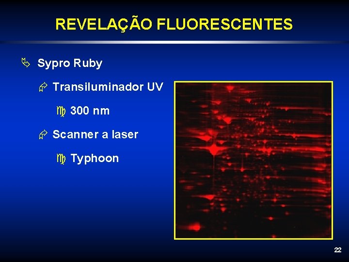 REVELAÇÃO FLUORESCENTES Ä Sypro Ruby Æ Transiluminador UV c 300 nm Æ Scanner a