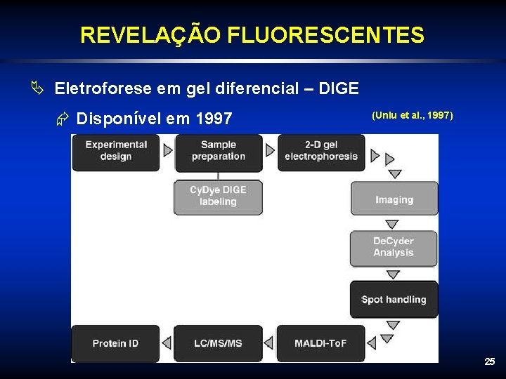 REVELAÇÃO FLUORESCENTES Ä Eletroforese em gel diferencial – DIGE Æ Disponível em 1997 (Unlu