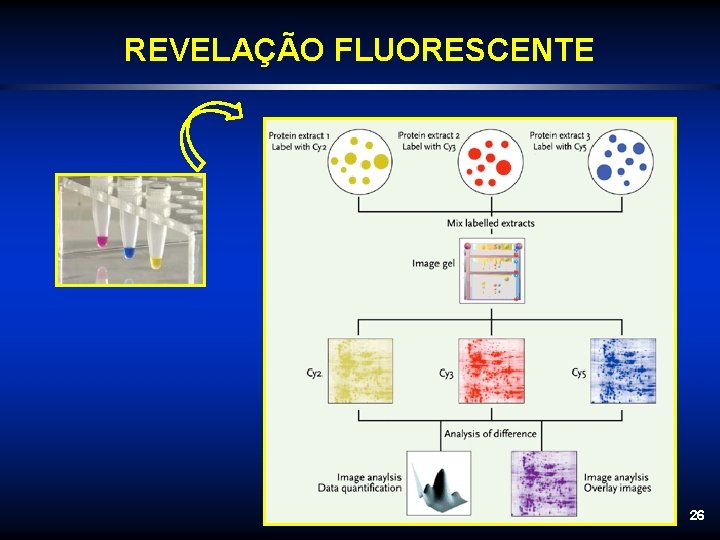 REVELAÇÃO FLUORESCENTE 26 