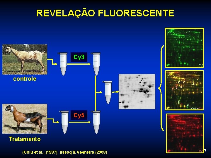 REVELAÇÃO FLUORESCENTE Cy 3 controle Cy 5 Tratamento (Unlu et al. , (1997) (Issaq