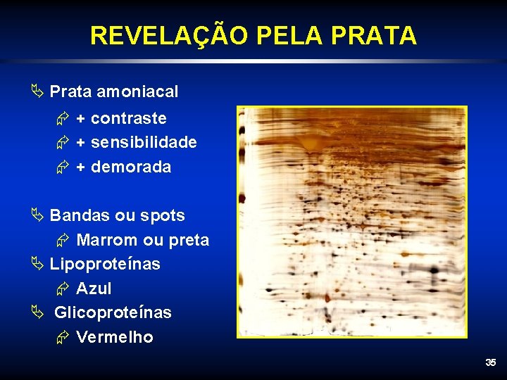 REVELAÇÃO PELA PRATA Ä Prata amoniacal Æ + contraste Æ + sensibilidade Æ +