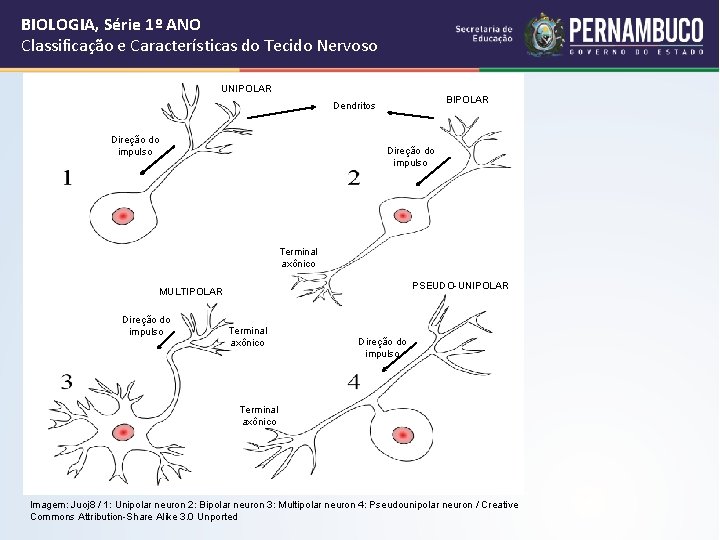 BIOLOGIA, Série 1º ANO Classificação e Características do Tecido Nervoso UNIPOLAR BIPOLAR Dendritos Direção