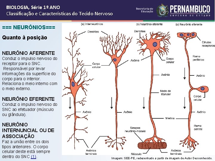 BIOLOGIA, Série 1º ANO Classificação e Características do Tecido Nervoso === NEURÔNIOS=== Quanto à