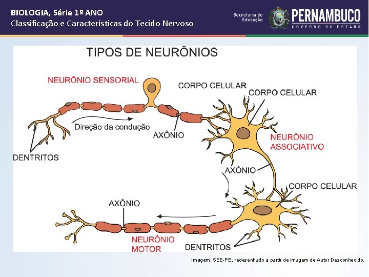 BIOLOGIA, Série 1º ANO Classificação e Características do Tecido Nervoso Imagem: SEE-PE, redesenhado a