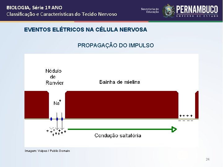 BIOLOGIA, Série 1º ANO Classificação e Características do Tecido Nervoso EVENTOS ELÉTRICOS NA CÉLULA