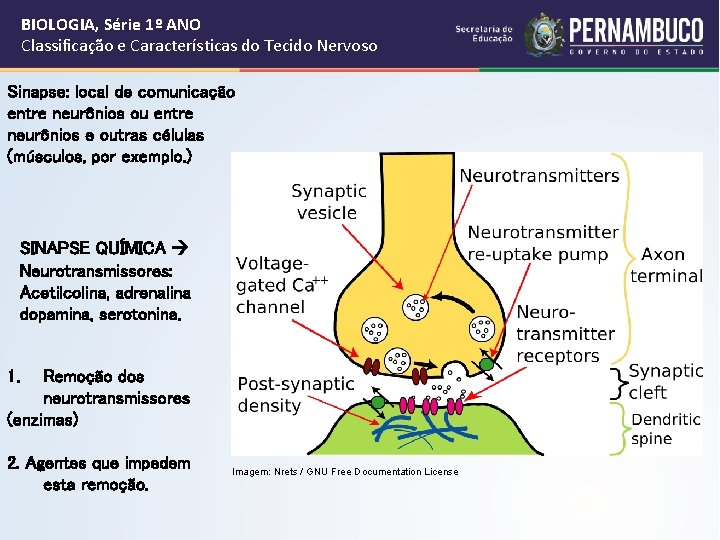 BIOLOGIA, Série 1º ANO Classificação e Características do Tecido Nervoso Sinapse: local de comunicação