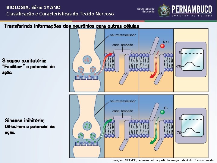 BIOLOGIA, Série 1º ANO Classificação e Características do Tecido Nervoso Transferindo informações dos neurônios