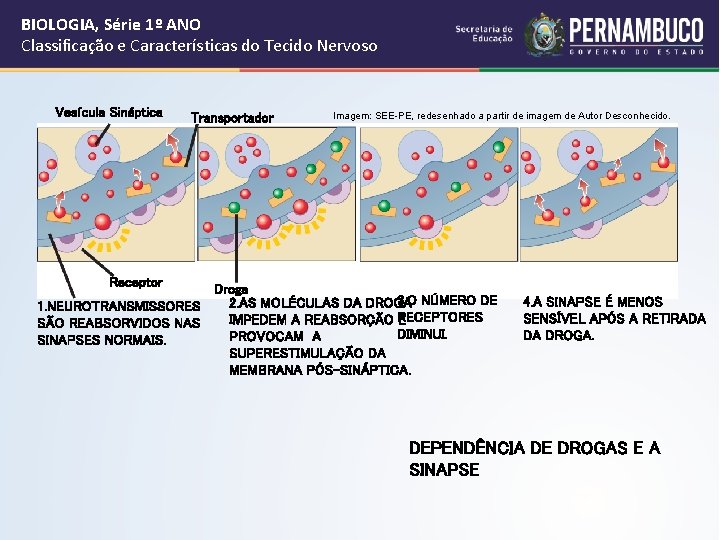 BIOLOGIA, Série 1º ANO Classificação e Características do Tecido Nervoso Vesícula Sináptica Transportador Imagem: