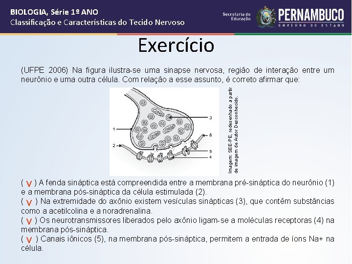 BIOLOGIA, Série 1º ANO Classificação e Características do Tecido Nervoso Exercício Imagem: SEE-PE, redesenhado