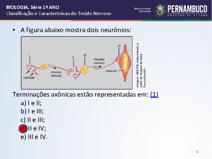 BIOLOGIA, Série 1º ANO Classificação e Características do Tecido Nervoso Imagem: SEE-PE, redesenhado a
