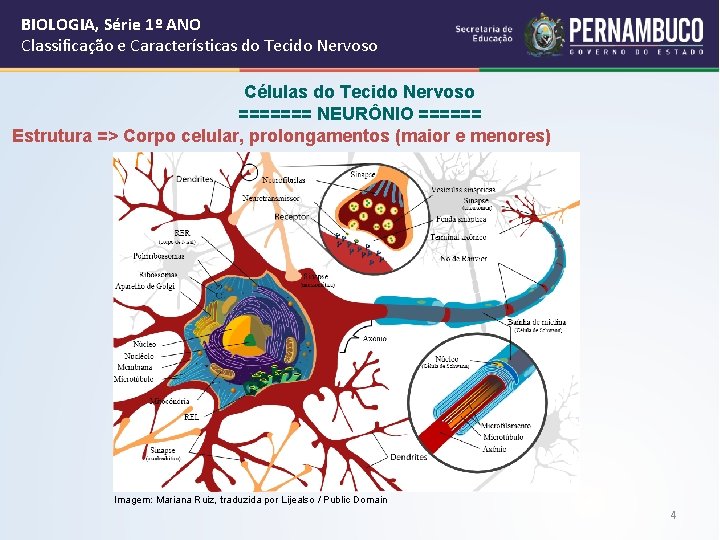 BIOLOGIA, Série 1º ANO Classificação e Características do Tecido Nervoso Células do Tecido Nervoso