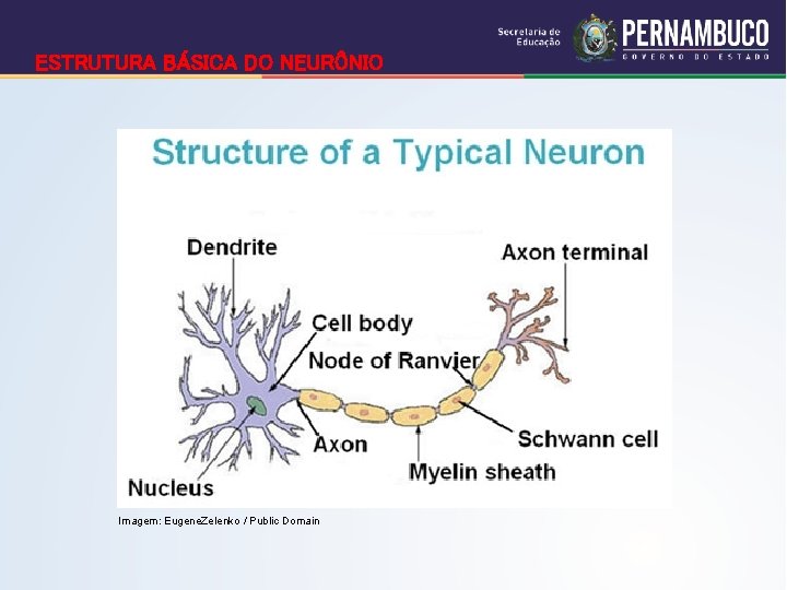 ESTRUTURA BÁSICA DO NEURÔNIO Imagem: Eugene. Zelenko / Public Domain 