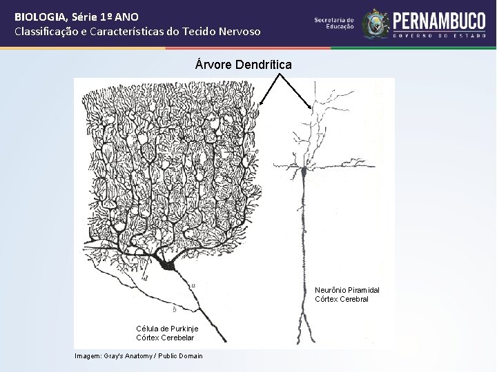 BIOLOGIA, Série 1º ANO Classificação e Características do Tecido Nervoso Árvore Dendrítica Neurônio Piramidal