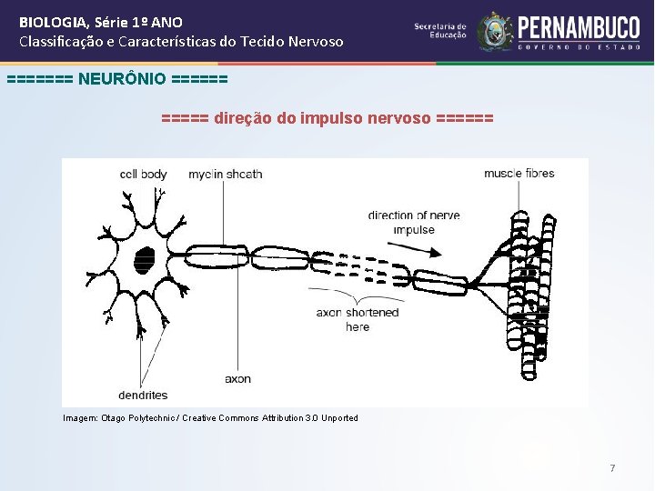 BIOLOGIA, Série 1º ANO Classificação e Características do Tecido Nervoso ======= NEURÔNIO ====== direção