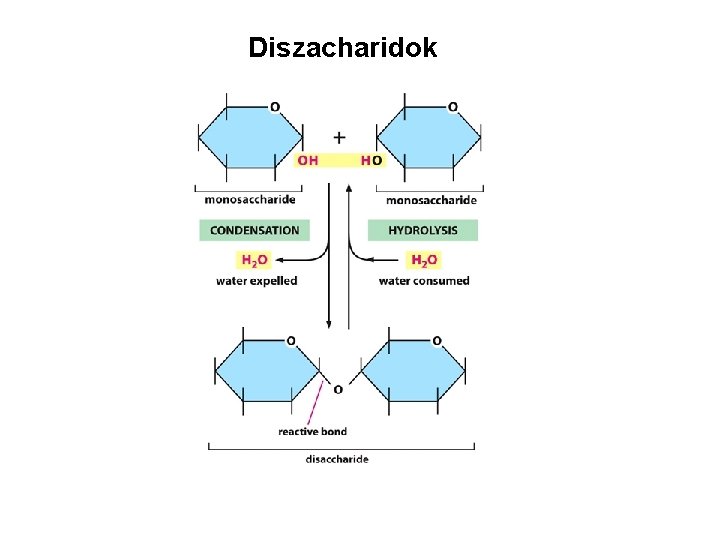 Diszacharidok 