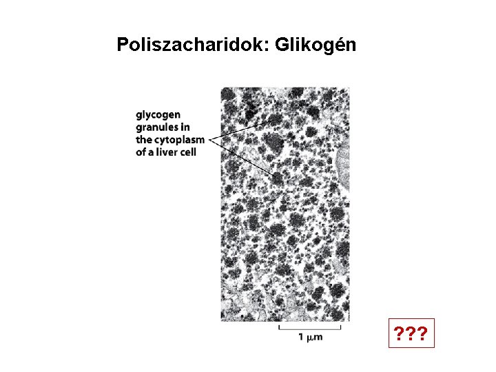 Poliszacharidok: Glikogén ? ? ? 