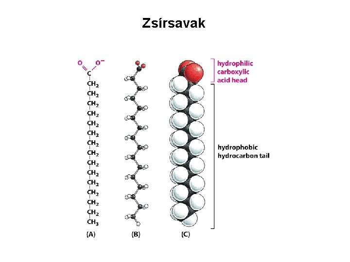 Zsírsavak 