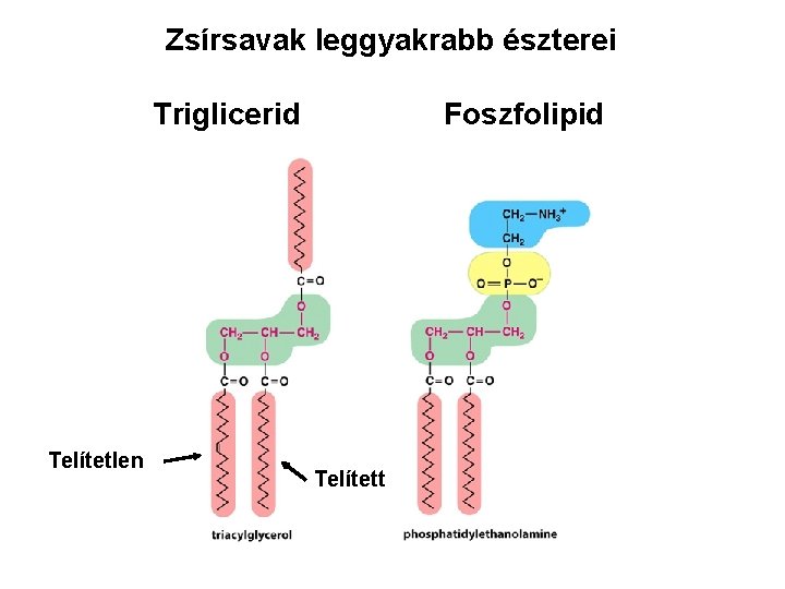 Zsírsavak leggyakrabb észterei Triglicerid Telítetlen Foszfolipid Telített 