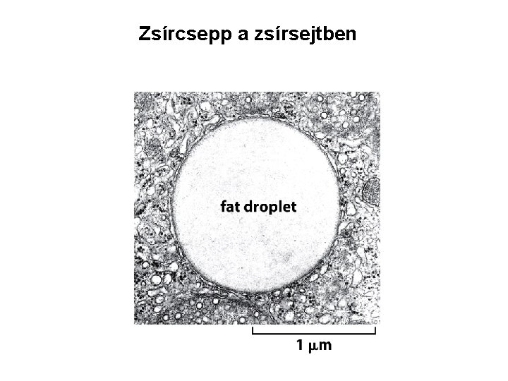 Zsírcsepp a zsírsejtben 