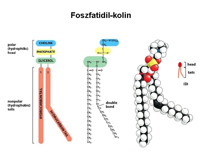 Foszfatidil-kolin 