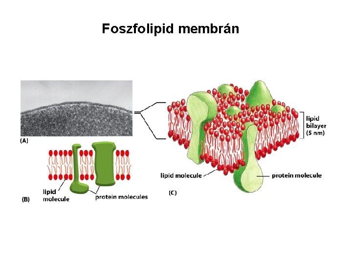 Foszfolipid membrán 