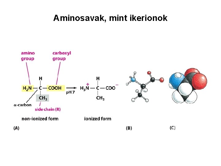 Aminosavak, mint ikerionok 