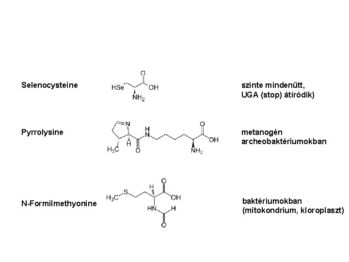 Selenocysteine szinte mindenütt, UGA (stop) átíródik) Pyrrolysine metanogén archeobaktériumokban N-Formilmethyonine baktériumokban (mitokondrium, kloroplaszt) 