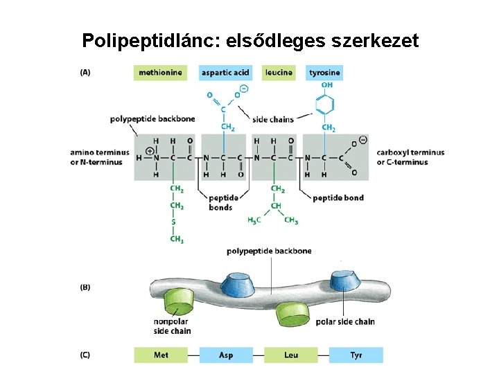 Polipeptidlánc: elsődleges szerkezet 