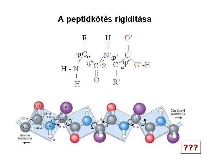 A peptidkötés rigiditása ? ? ? 