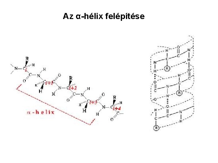 Az α-hélix felépítése 