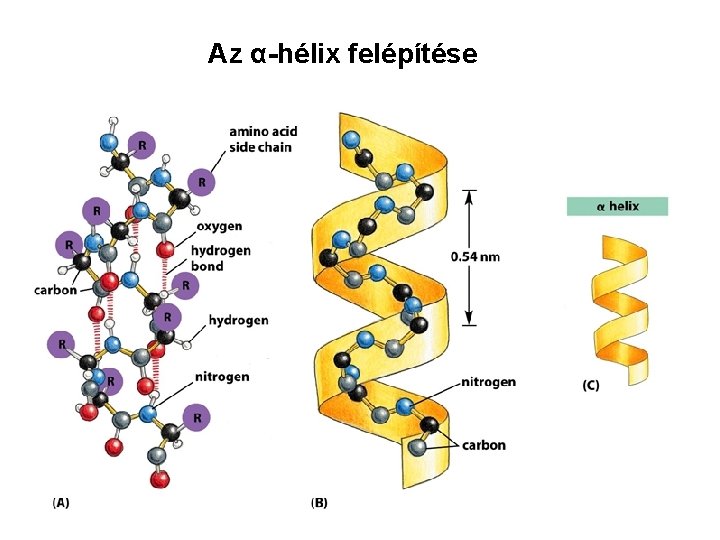 Az α-hélix felépítése 