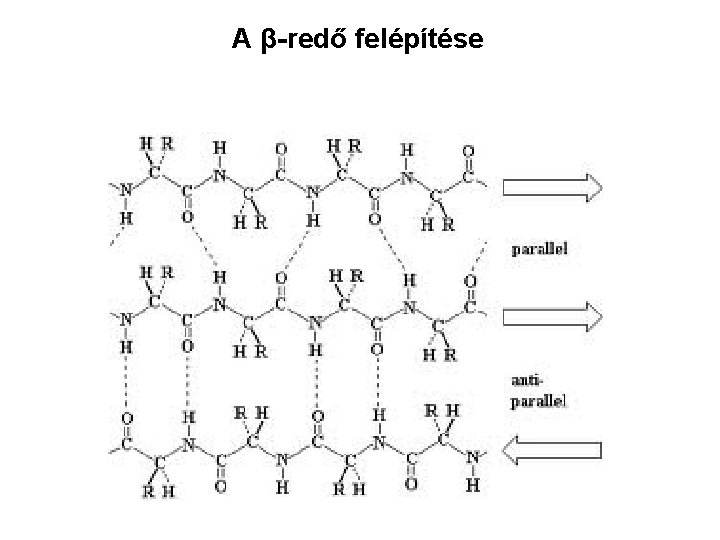 A β-redő felépítése 