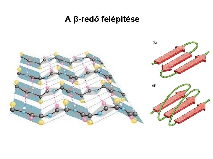 A β-redő felépítése 