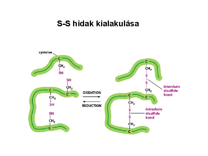 S-S hidak kialakulása 