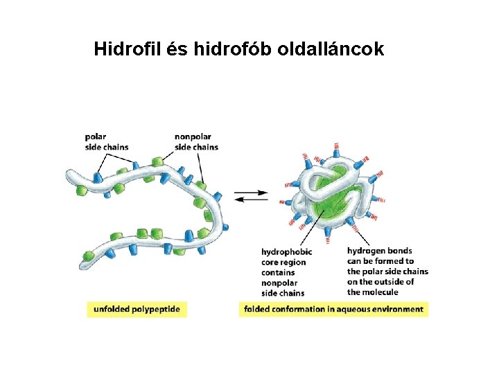 Hidrofil és hidrofób oldalláncok 